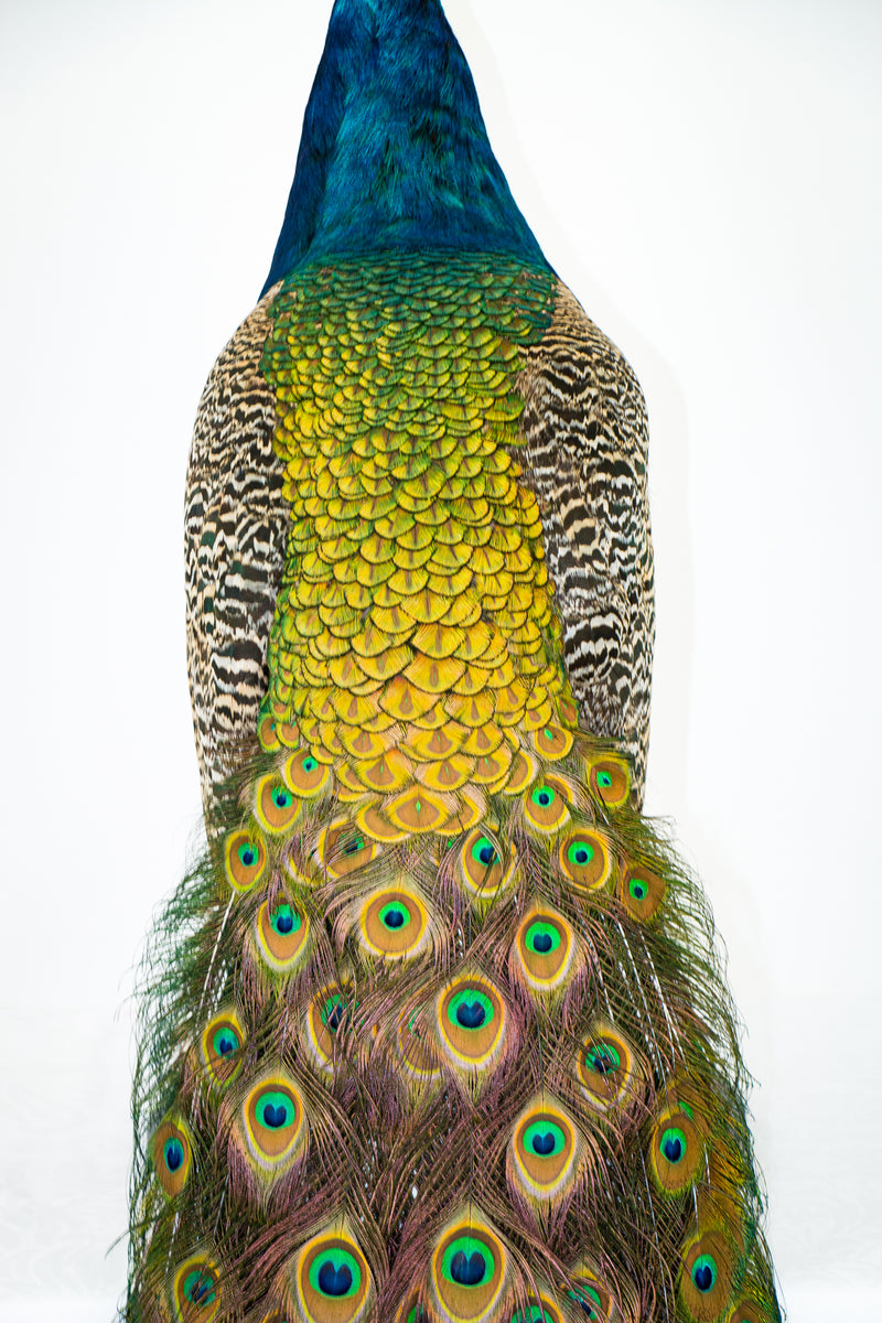 Taxidermi - Påfågel (Pavo cristatus)