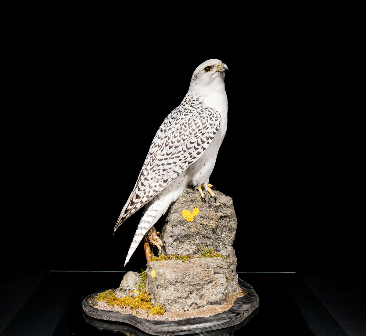 Taxidermi - Jaktfalk / Grönlandsfalk (Falco rusticolus)