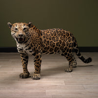 Taxidermi - Jaguar (Panthera onca)