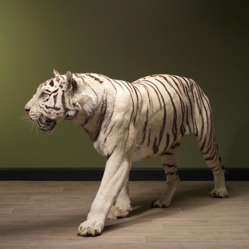 Taxidermi - Vit tiger (Panthera tigris)