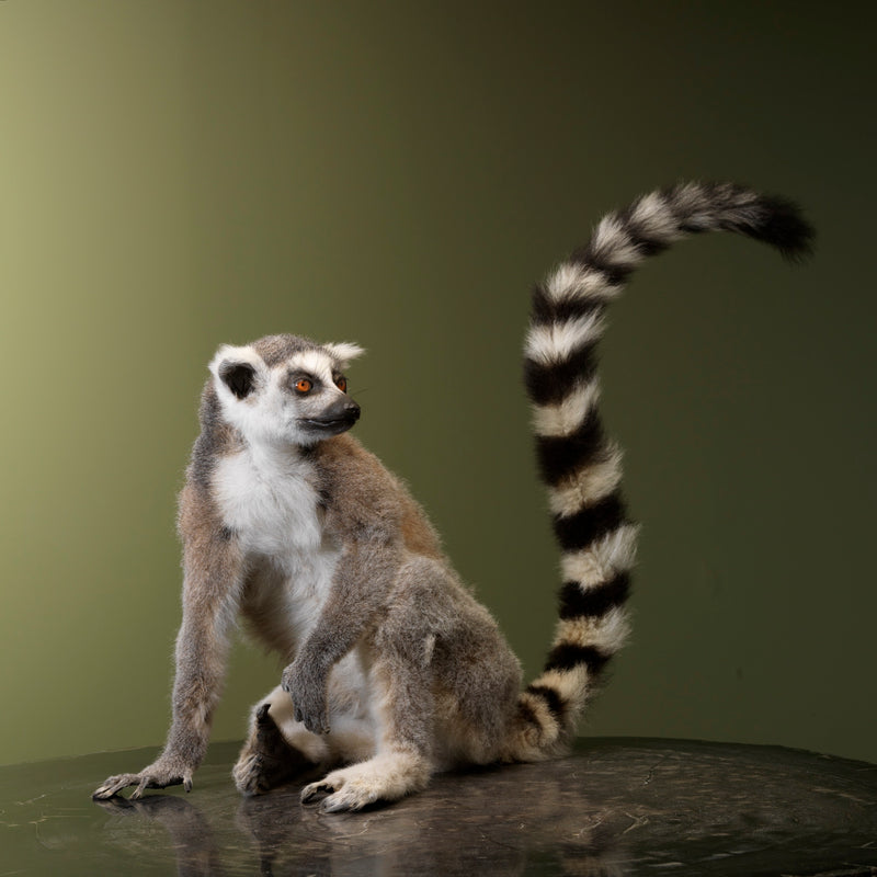 Taxidermi - Lemur (Lemur catta)