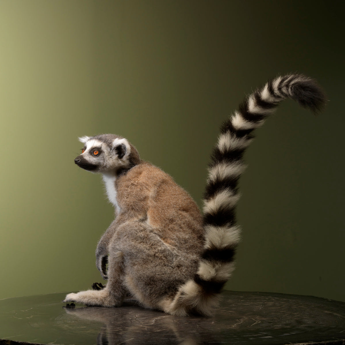 Taxidermi - Lemur (Lemur catta)