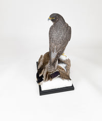 Taxidermi - Jaktfalk (Falco rusticolus)