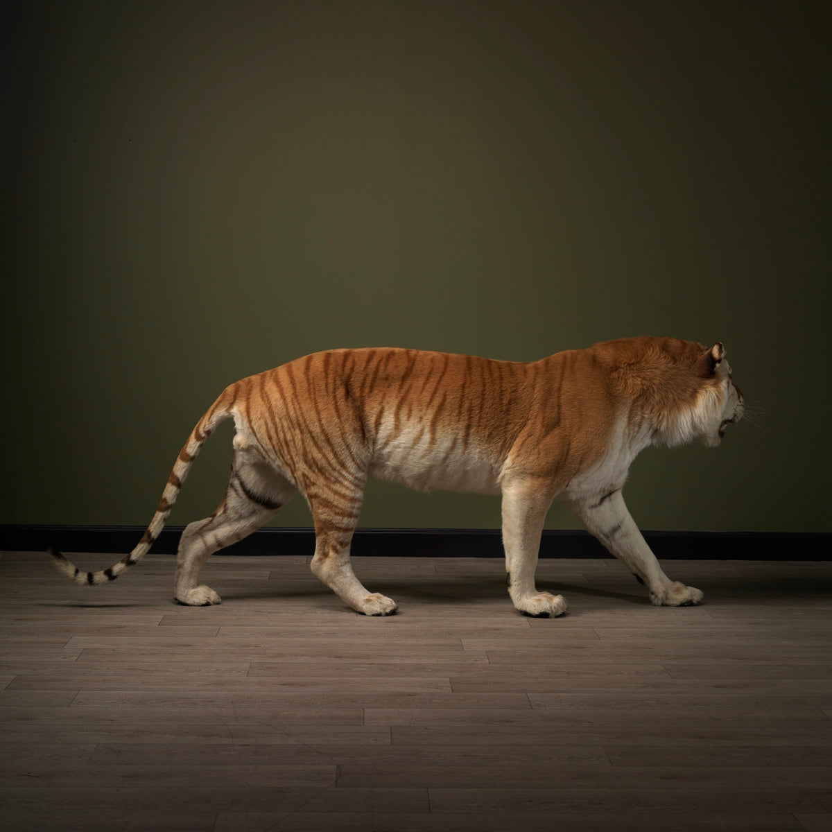 Taxidermi - Gyellene tiger (Panthera tigris)