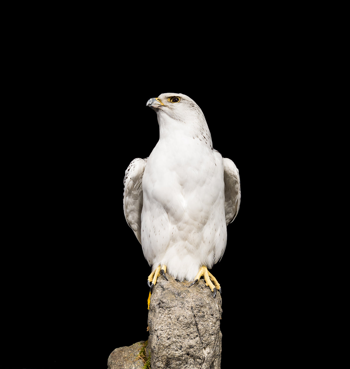 Taxidermi - Jaktfalk / Grönlandsfalk (Falco rusticolus)