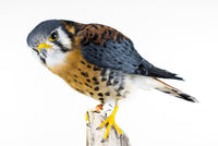 Taxidermi - Sparvfalk (Falco sparverius)