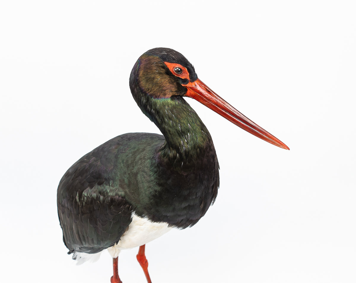 Taxidermi - Svart stork (Ciconia nigra)