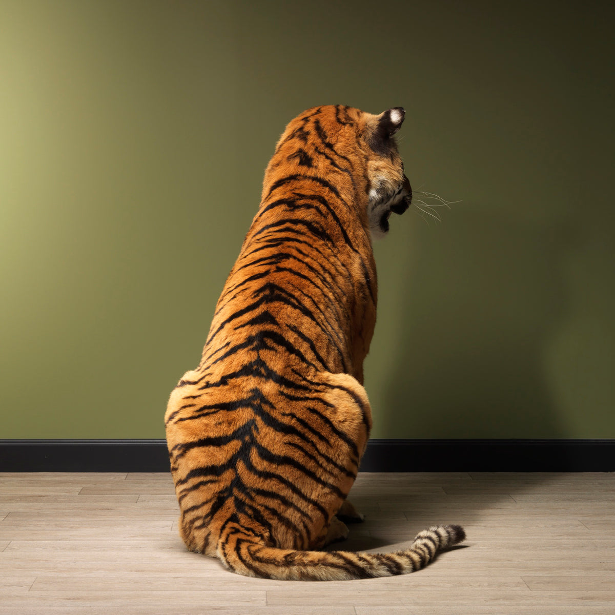 Taxidermi - Sibirisk tiger (Panthera tigris)