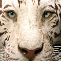 Taxidermi - Vit tiger (Panthera tigris)