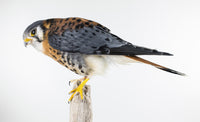 Taxidermi - Sparvfalk (Falco sparverius)