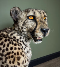 Taxidermi - Gepard (Acinonyx jubatus)