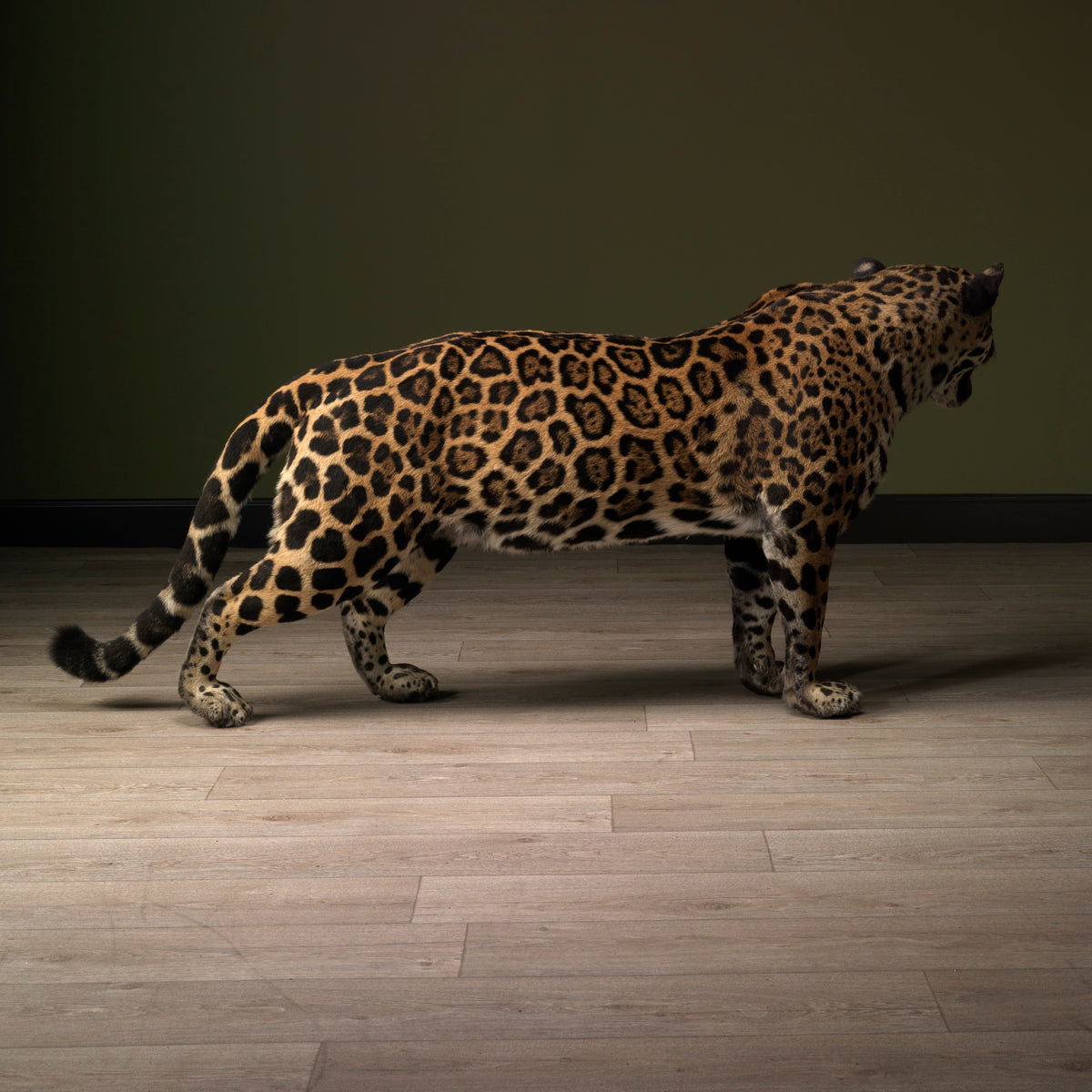 Taxidermi - Jaguar (Panthera onca)