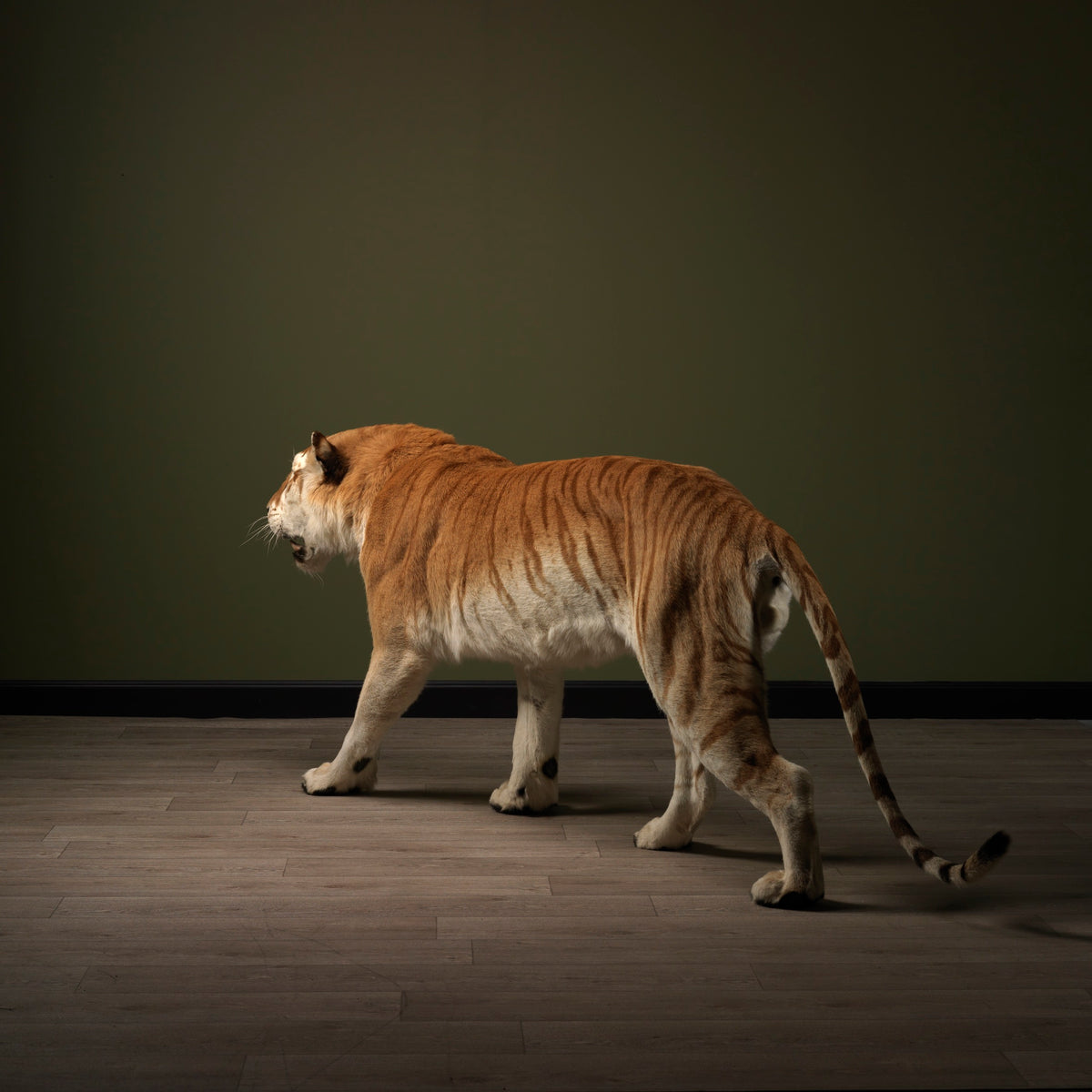 Taxidermi - Gyellene tiger (Panthera tigris)