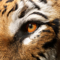 Taxidermi - Sibirisk tiger (Panthera tigris)