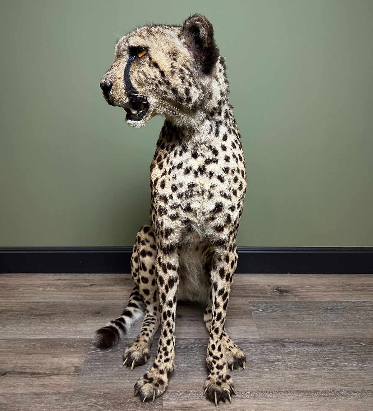 Taxidermi - Gepard (Acinonyx jubatus)