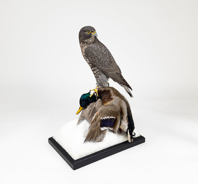 Taxidermi - Jaktfalk (Falco rusticolus)