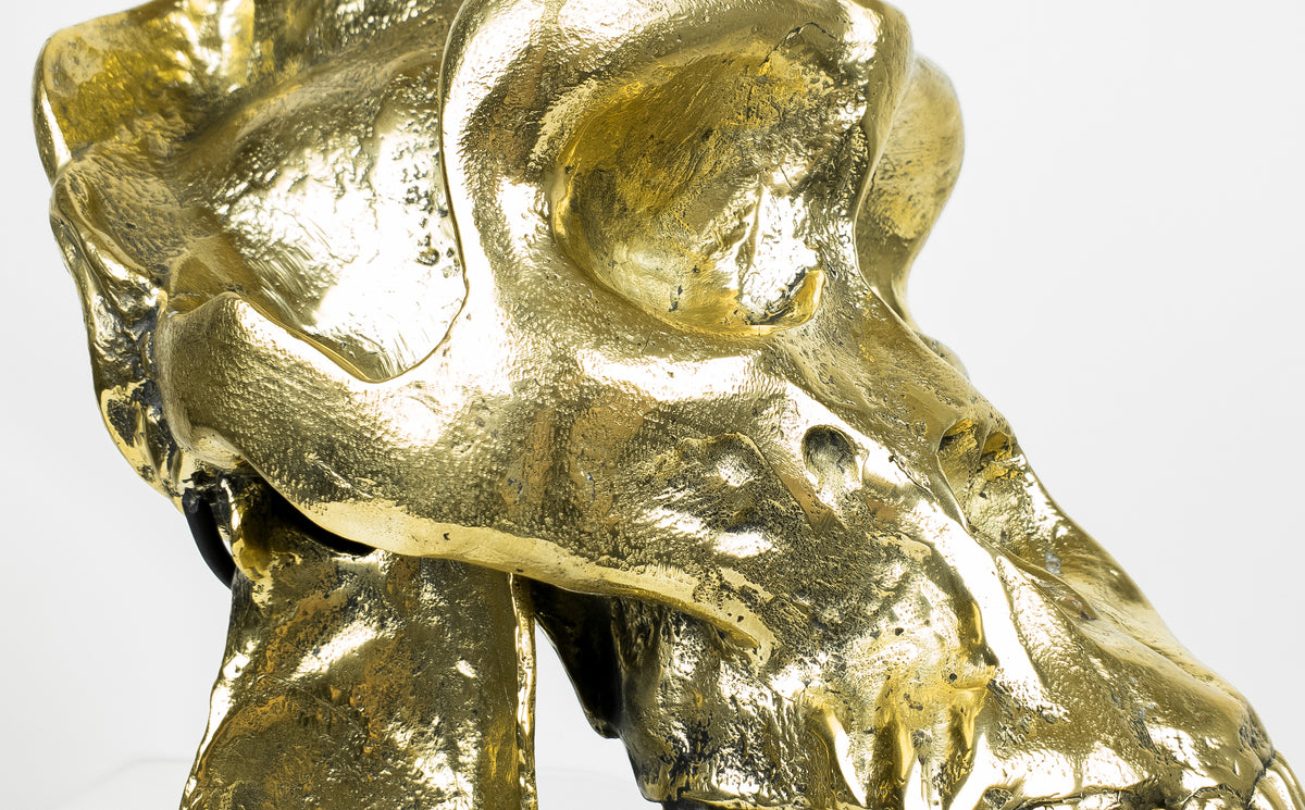 Bronsstaty - Bronsgjutning av gorillakranium (Gorilla beringei beringei)