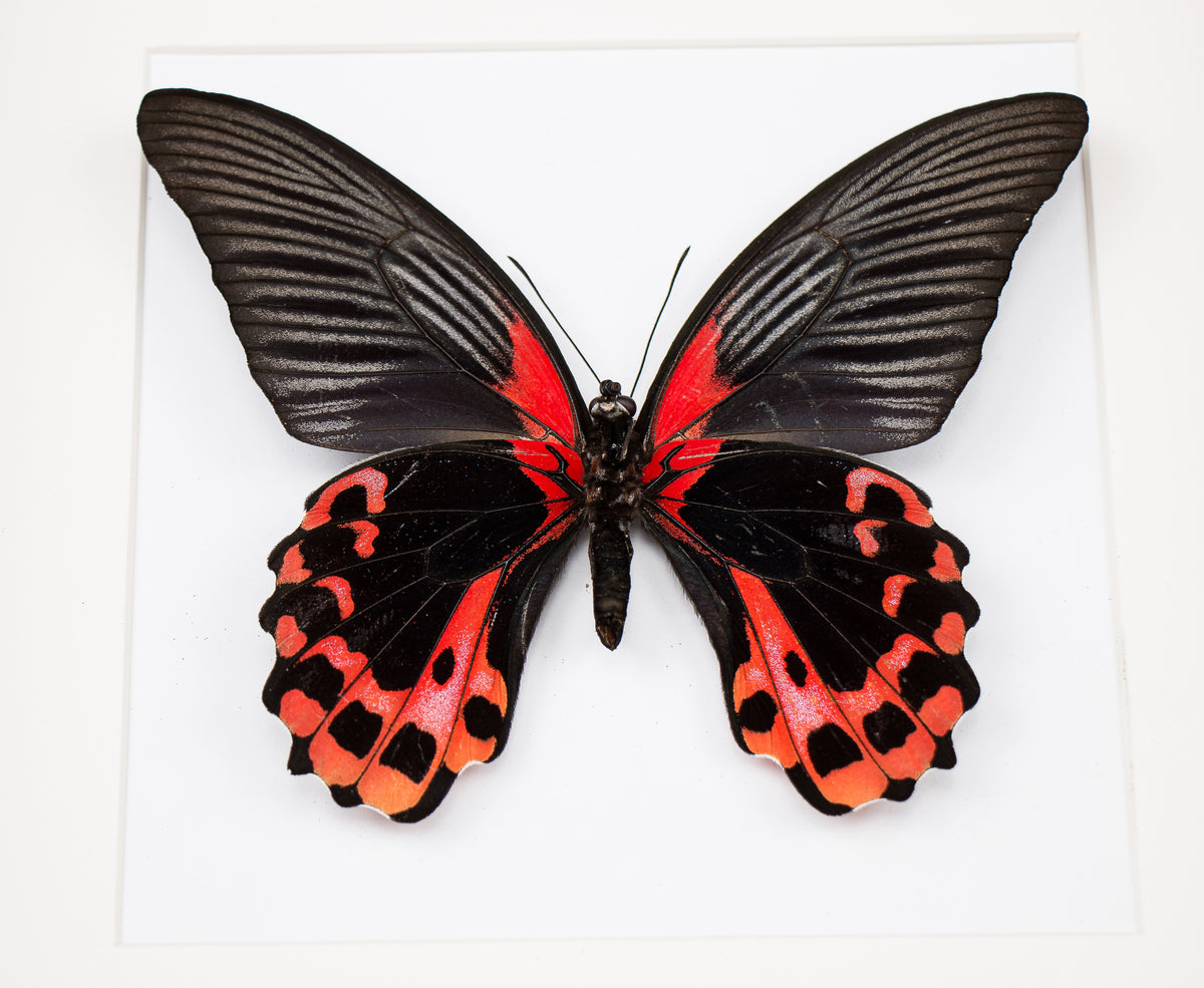 Fjäril i tavla - Papilio Rumanzovia Eubalia - Vit Ram
