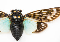 Entomologi - Insekt i tavla - Cikada - Tosena Splendida