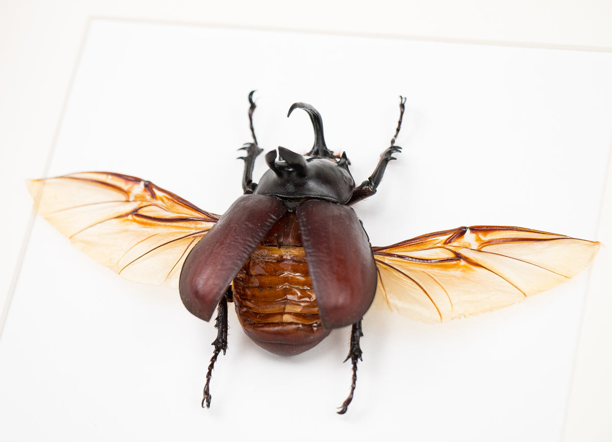 Insekt i tavla - Skalbagge - Eupatorus Birmanicus