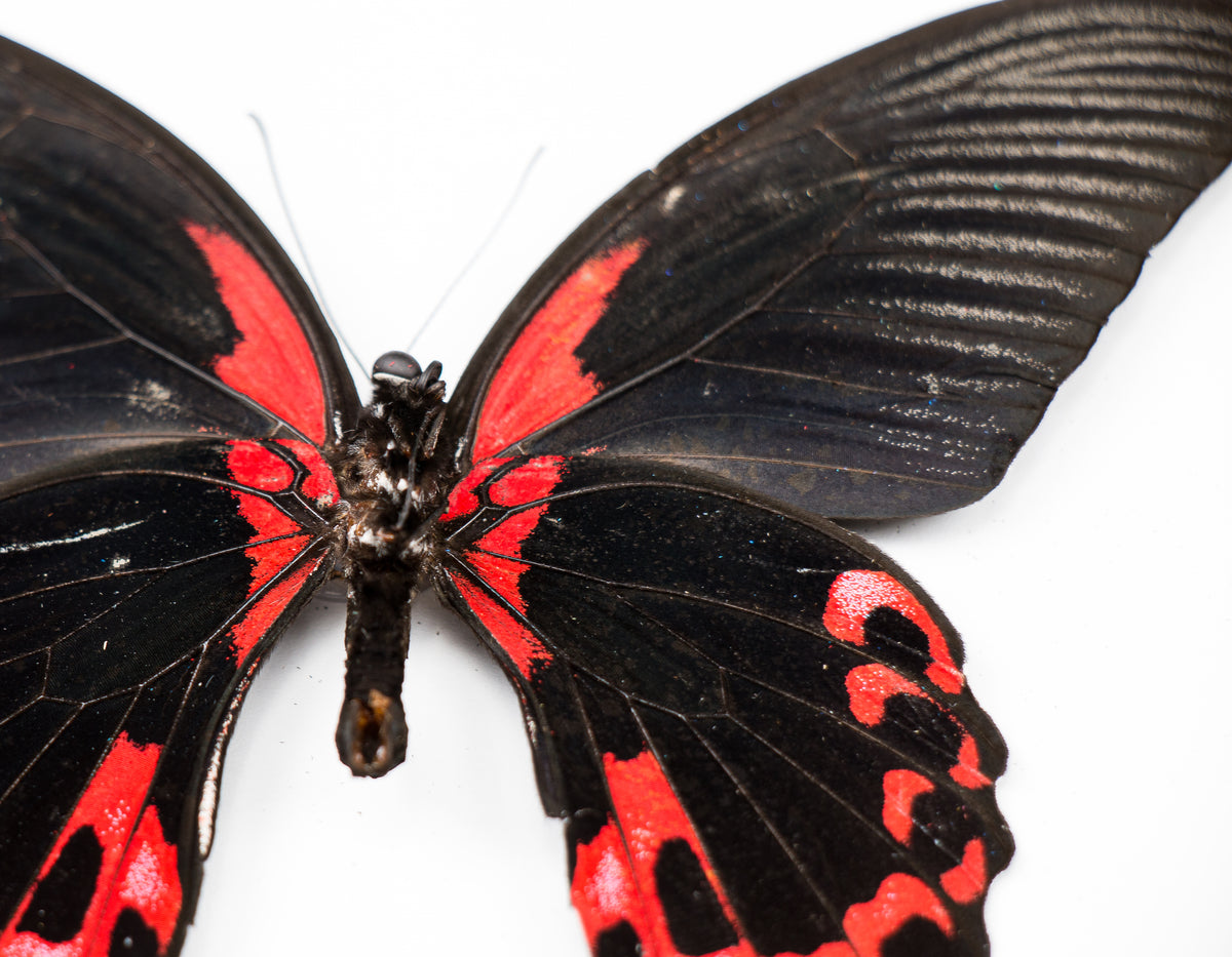 Fjäril i tavla - Papilio Rumanzovia Eubalia - Svart Ram