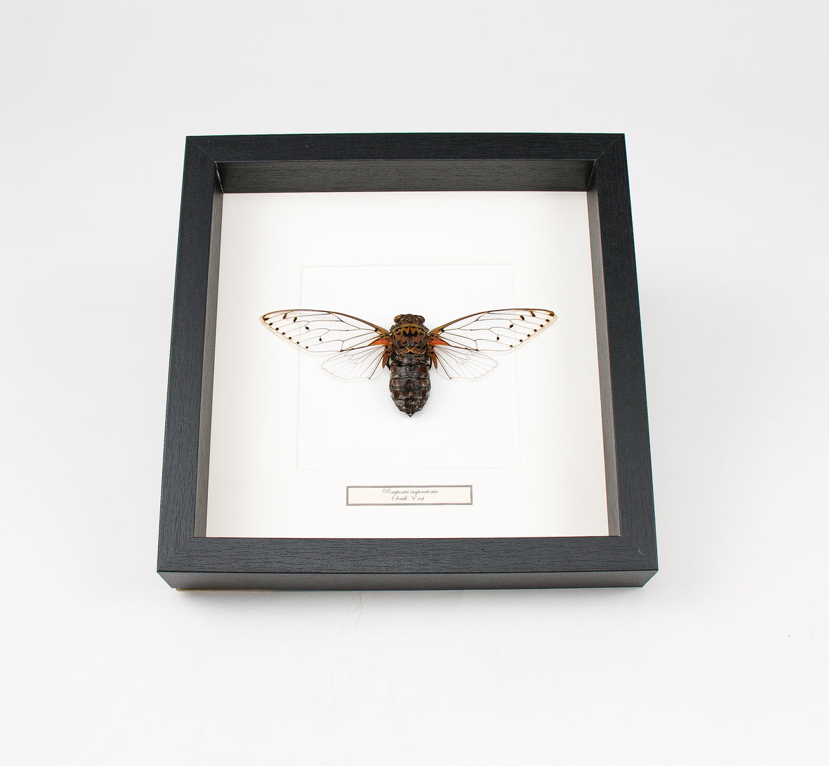 Insekt i tavla - Pomponia Imperatoria - Världens största cikada
