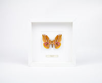 Fjäril i tavla - Antherina Suraka - Vit ram