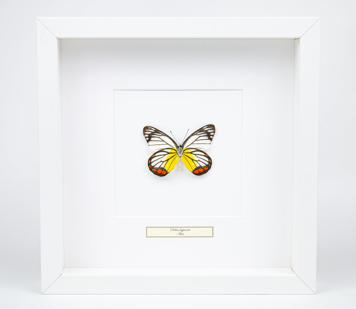 Fjäril i tavla - Delias Hyparete  - Vit ram