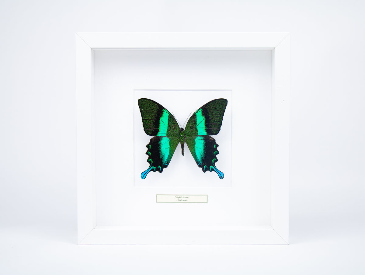 Fjäril i tavla - Papilio Blumei - Vit ram