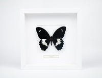 Fjäril i tavla - Papilio Gambrisius - Vit ram