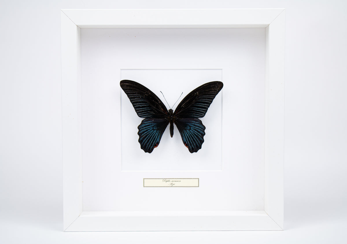 Fjäril i tavla - Papilio Memnon sp - Vit ram