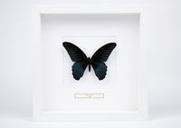 Fjäril i tavla - Papilio Memnon sp - Vit ram
