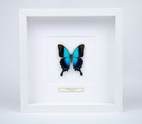 Fjäril i tavla - Papilio Pericles Pericles  - Vit ram