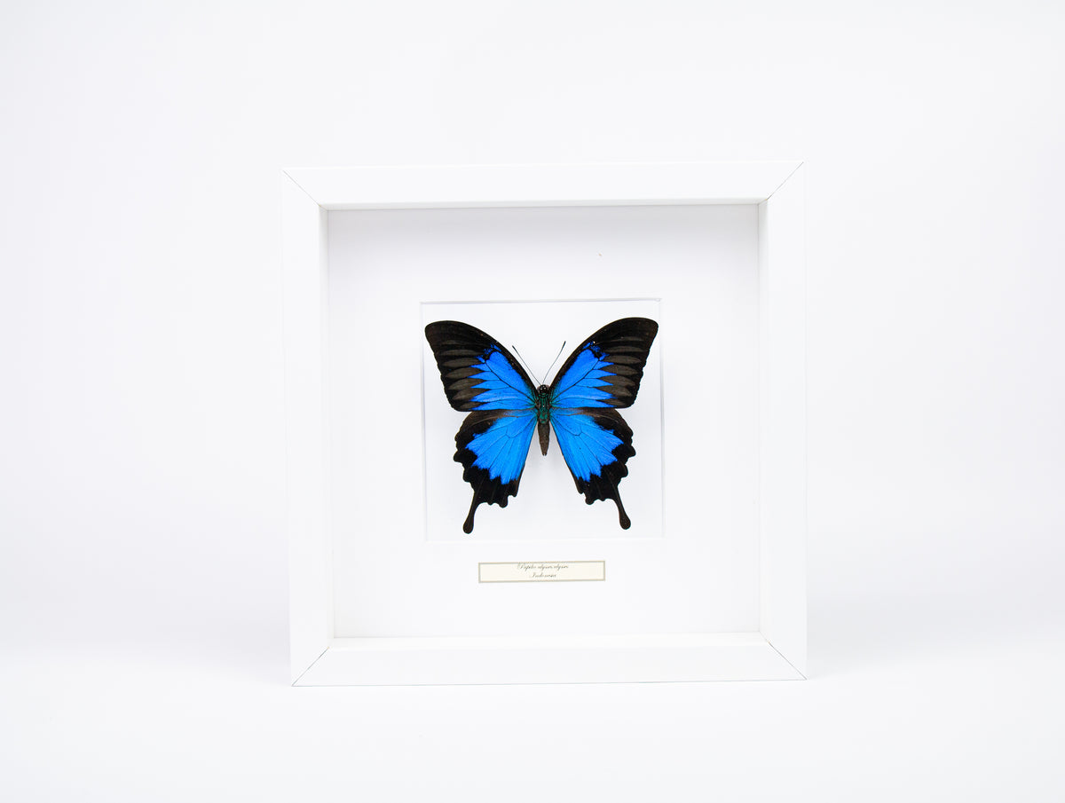 Fjäril i tavla - Papilio Ulysses - Vit ram