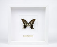 Fjäril i tavla - Papilio Xuthus - Vit ram