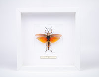 Insekt i tavla - Stor gräshoppa - Phymateus aegrotus