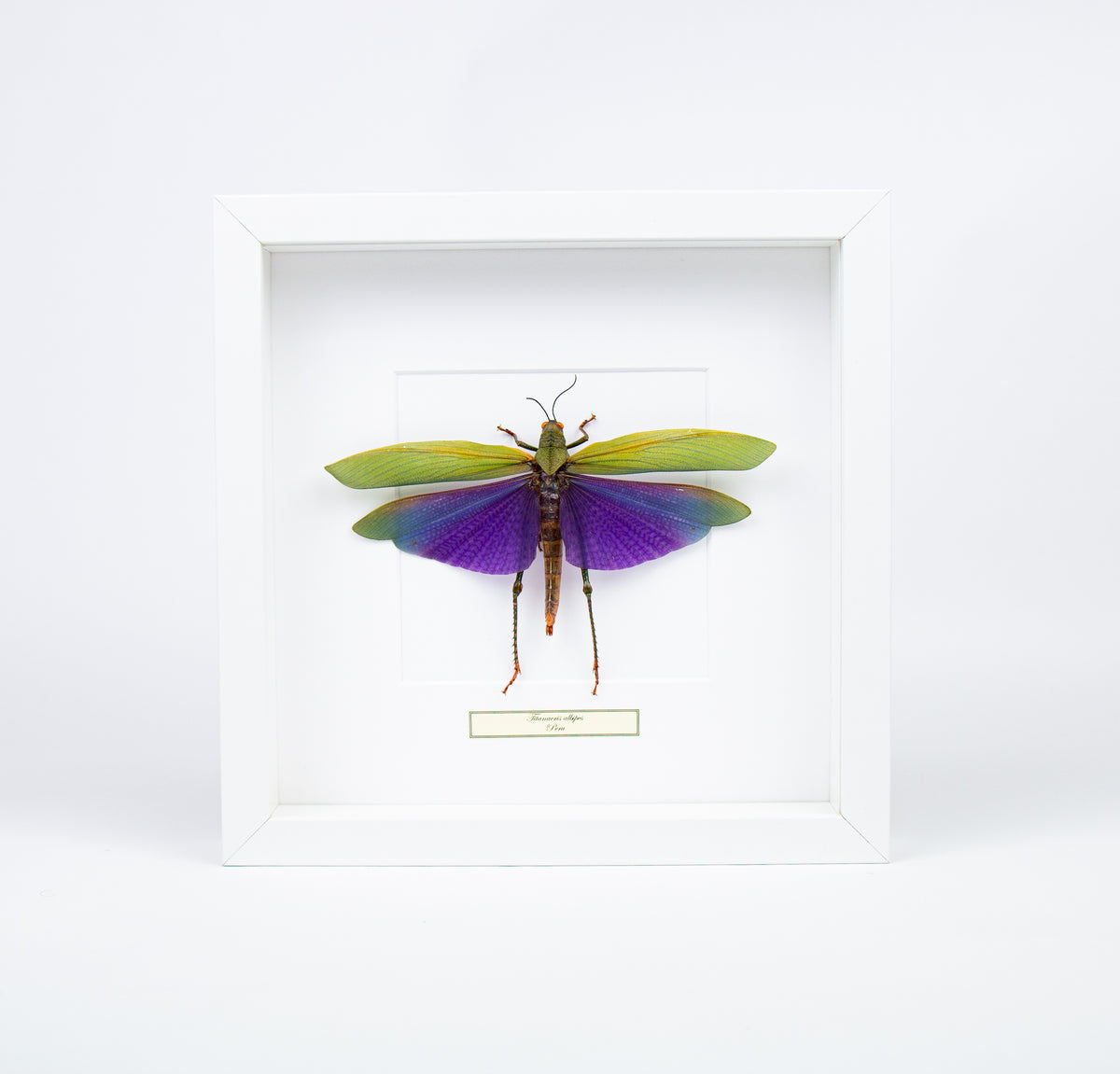 Insekt i tavla - Stor gräshoppa - Titanacris Albipes