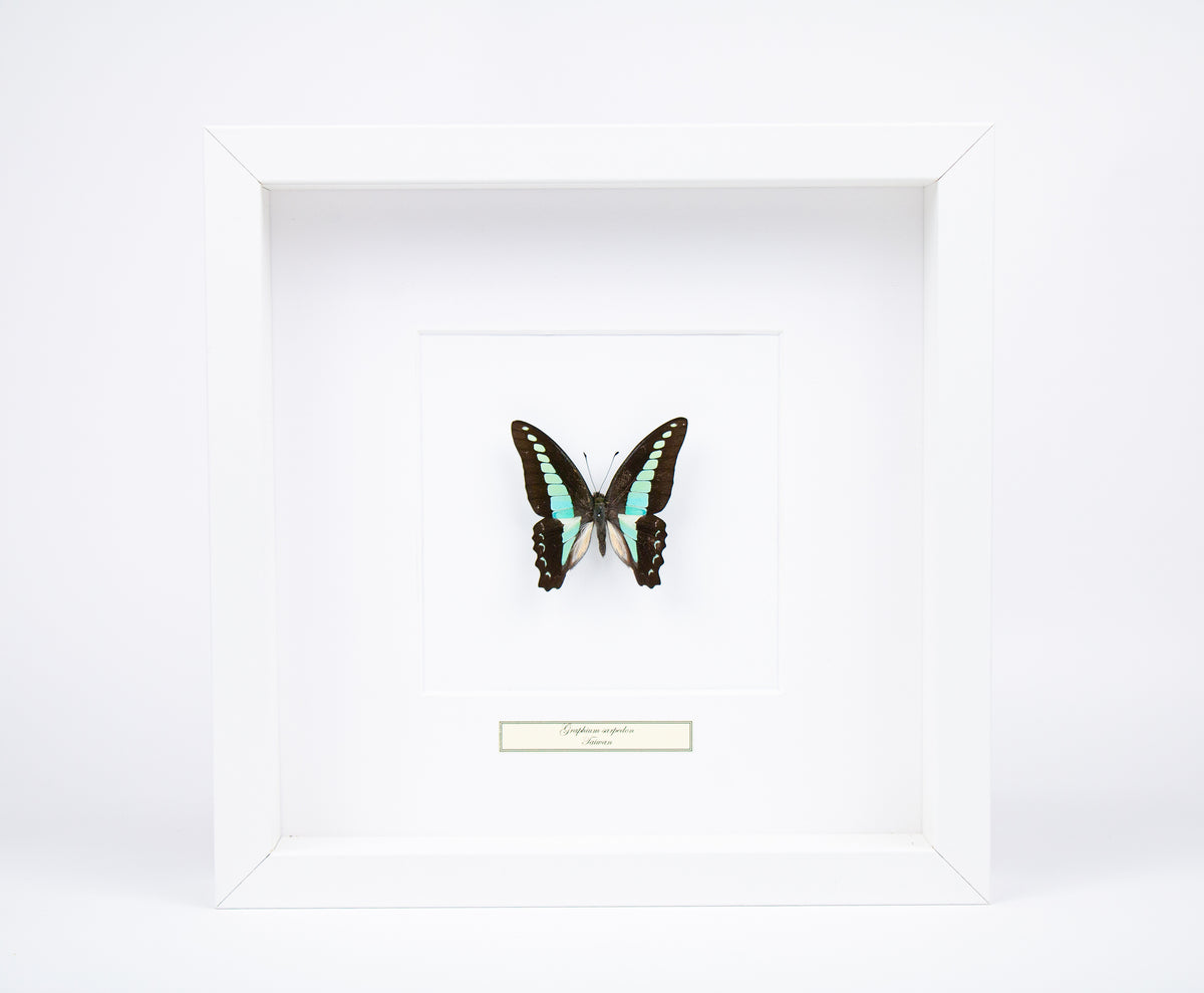 Fjäril i tavla - Graphium Sarpedon - Vit ram