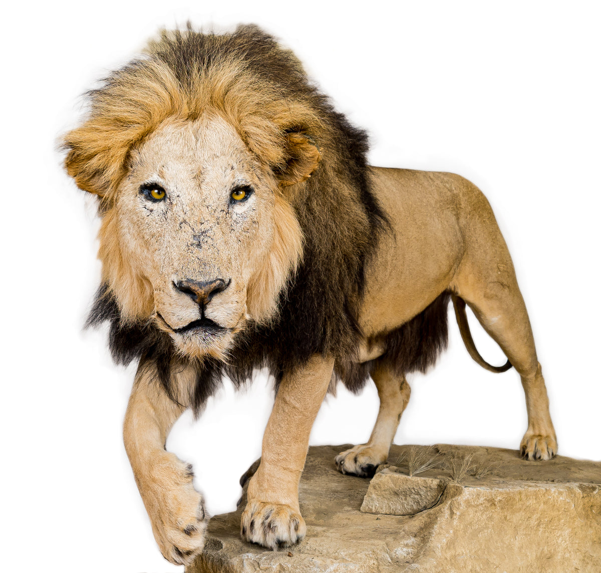 Taxidermi - Lejon (Panthera leo)