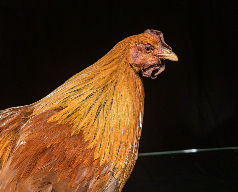 Taxidermi - Höna med kyckling (Gallus gallus domesticus)