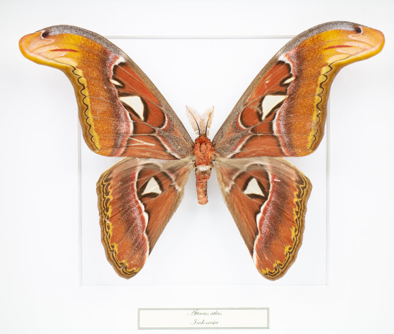 Fjäril i tavla - Atlasspinnare - Vit ram
