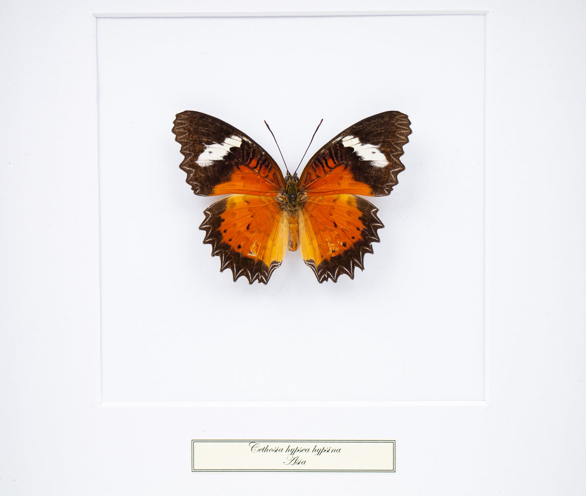 Fjäril i tavla - Cethosia Hypsea Hypsina (Ö) - Vit ram
