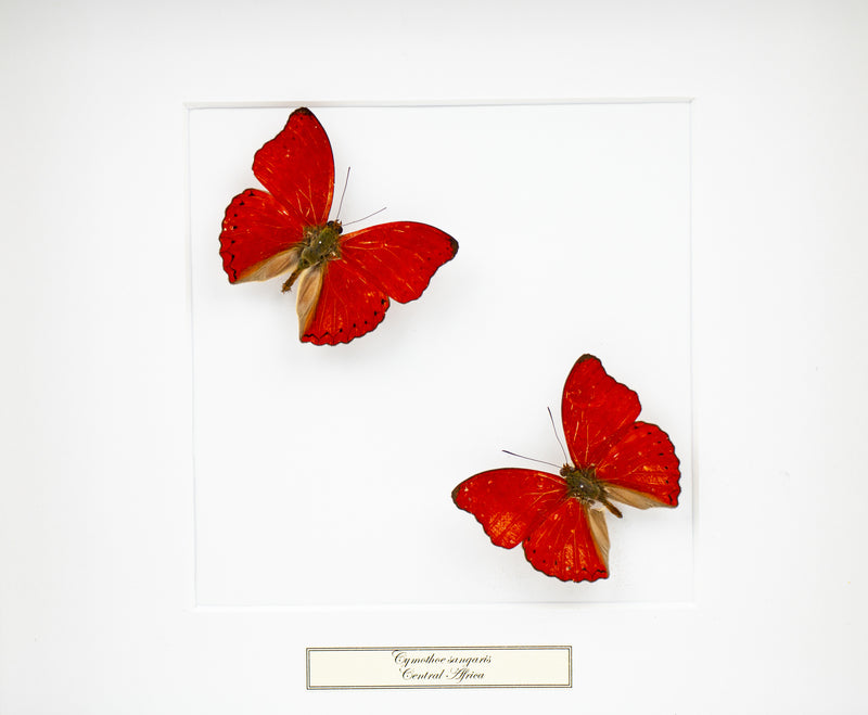 Fjäril i tavla - Cymothoe Sangaris - Vit ram