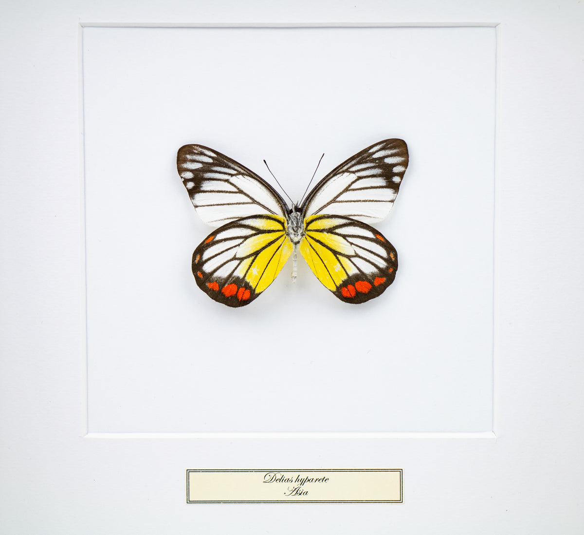 Fjäril i tavla - Delias Hyparete  - Vit ram