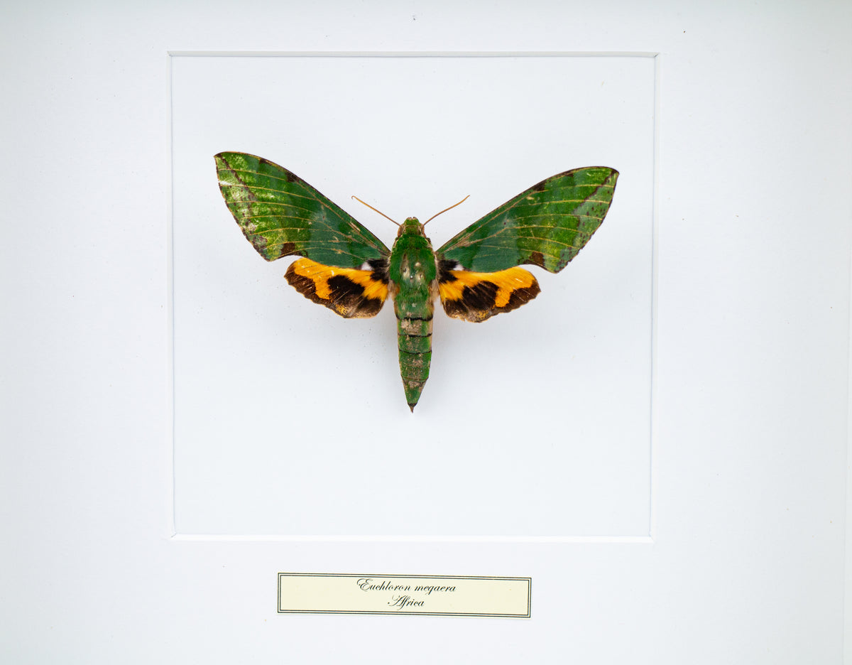 Fjäril i tavla - Euchloron Megaera - Vit ram