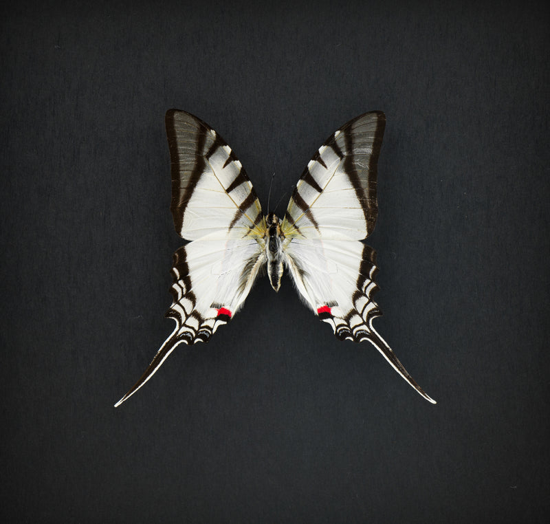 Fjäril i tavla - Eurytides Protesilaus - Svart ram
