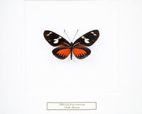 Fjäril i tavla - Heliconius Doris Viridis - Vit ram