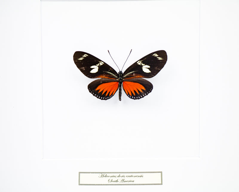 Fjäril i tavla - Heliconius Doris Viridis - Vit ram