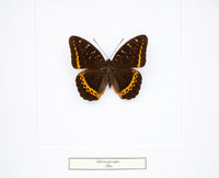 Fjäril i tavla - Lexias Panopus - Vit ram