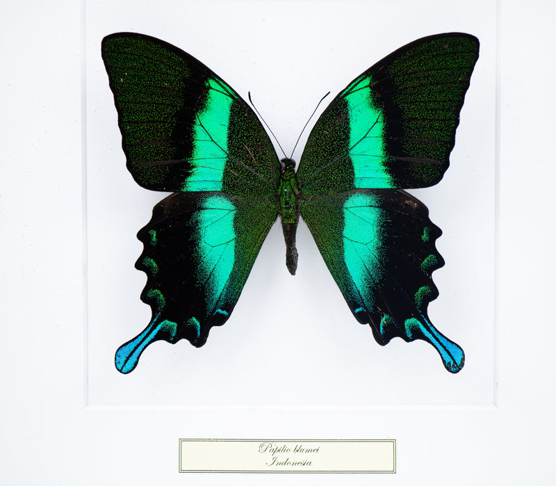 Fjäril i tavla - Papilio Blumei - Vit ram